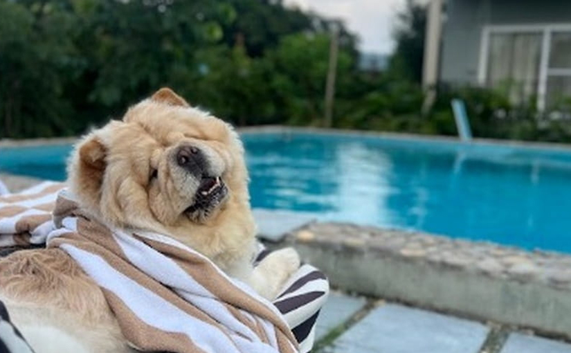Pet Friendly Villa in Corbett: A Guide to Travelling with Your Pet